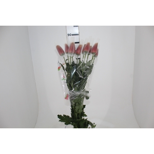 ANASTASIA CHISPA 080 CM BICOLOR
