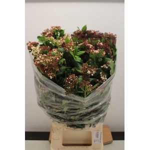 Viburnum Macrophil Bloei