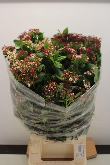 <h4>Viburnum Macrophil Bloei</h4>