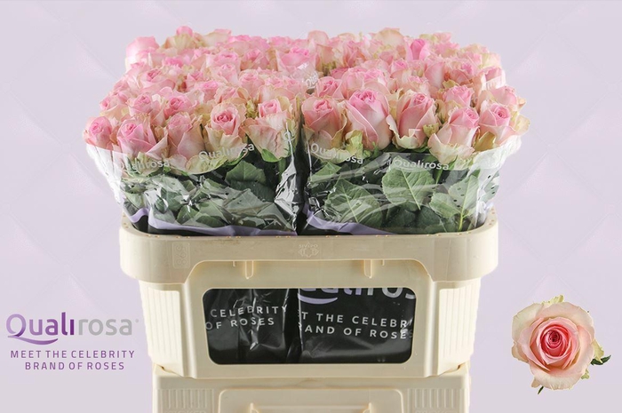 <h4>R Gr Sorbet Avalanche+</h4>