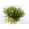 ACACIA MIMOSA BUND
