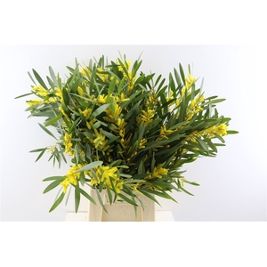 ACACIA MIMOSA BUND 200gr