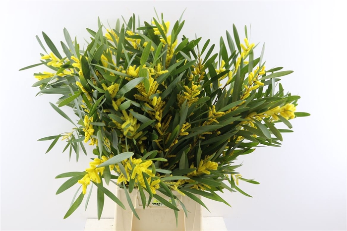 <h4>ACACIA MIMOSA BUND 200gr</h4>