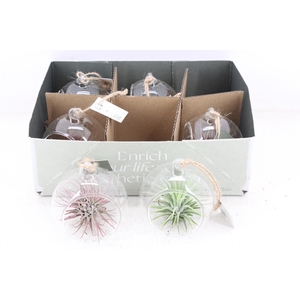 arr3 CP - Mini glas bol red white