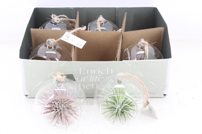 <h4>arr3 CP - Mini glas bol red white</h4>