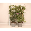 Passiflora Zuil 27cm