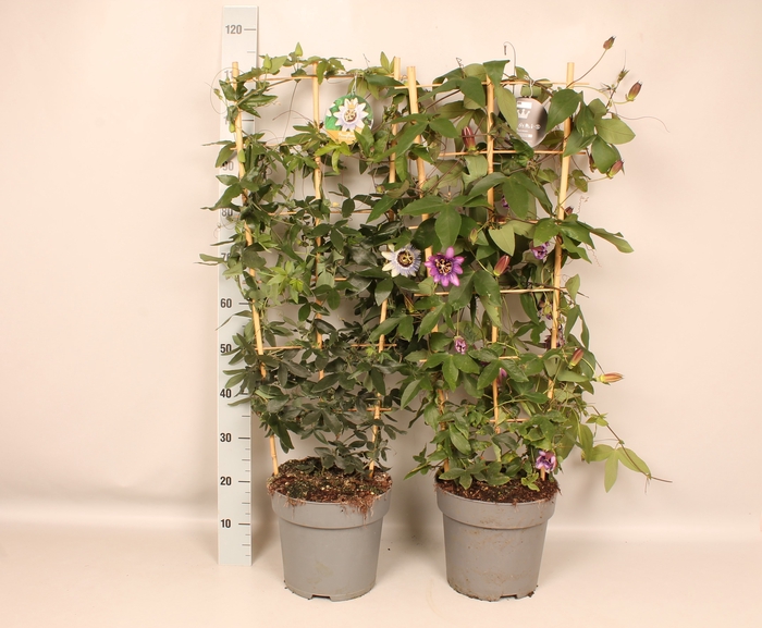 Passiflora Zuil 27cm