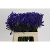 Agapanthus EYFORI Blue