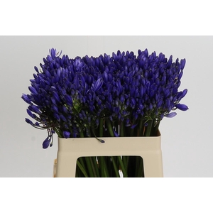 Agapanthus Eyfori Blue
