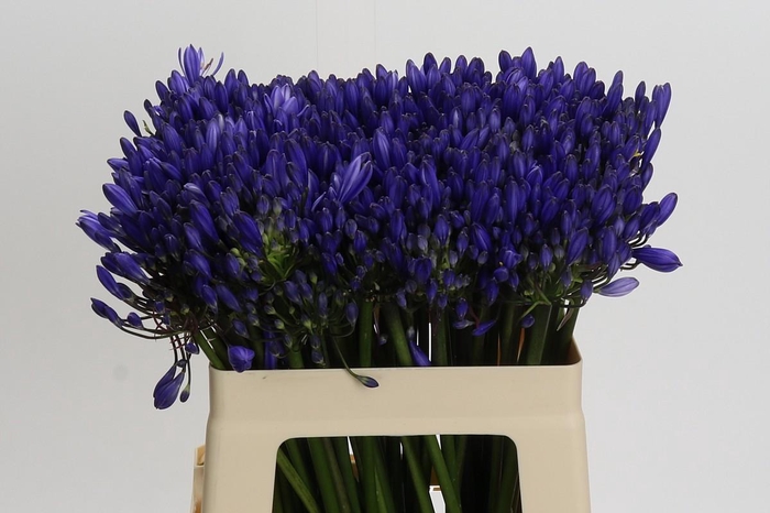 <h4>Agapanthus Eyfori Blue</h4>