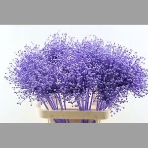 Allium Milka