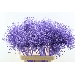 Allium Milka