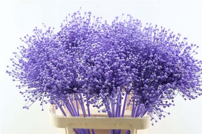 <h4>Allium Milka</h4>