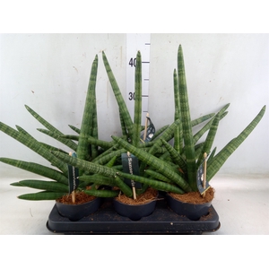 Sansevieria cyl. 'Skyline'