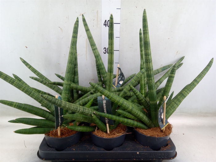 <h4>Sansevieria cyl. 'Skyline'</h4>
