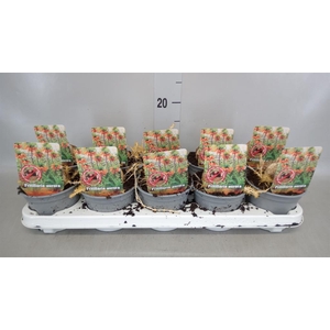 Fritillaria imper. 'Aurora'