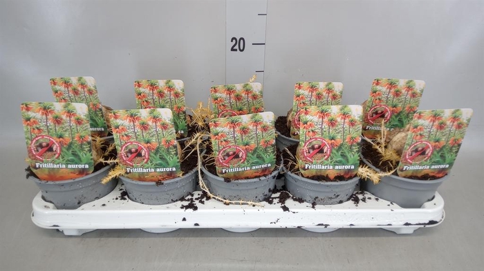 <h4>Fritillaria imper. 'Aurora'</h4>