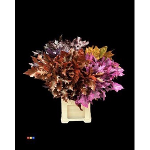 Quercus Klb Mix 80cm GK