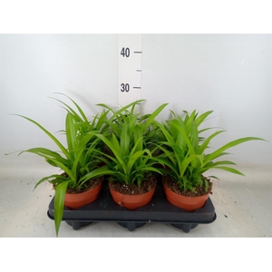 Chlorophytum com. 'Lemon'
