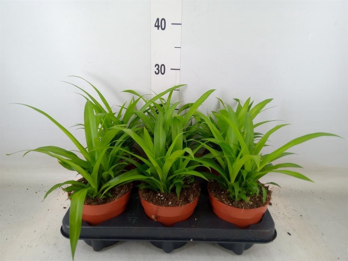 <h4>Chlorophytum com. 'Lemon'</h4>