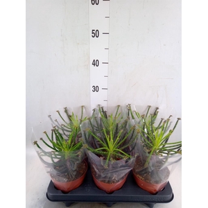 Kalanchoe NF tubiflora