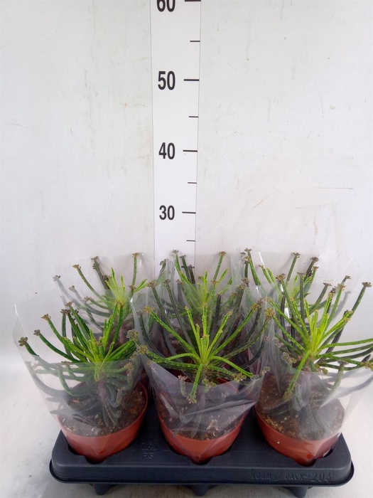 Kalanchoe NF tubiflora