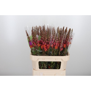 Antirrhinum Po D. Orange