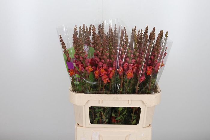 <h4>Antirrhinum Po D. Orange</h4>