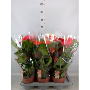 Anthurium   ...mix 4