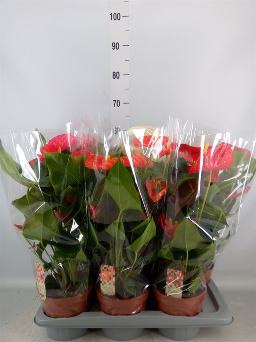 <h4>Anthurium   ...mix 4</h4>