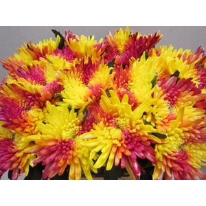 Chr G Topspin Tropical