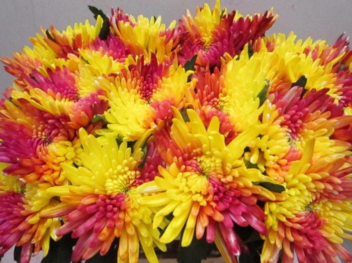 <h4>Chr G Topspin Tropical</h4>