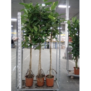 Ficus altissima