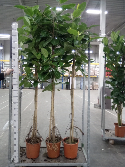 <h4>Ficus altissima</h4>