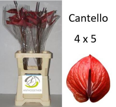 <h4>ANTH A CANTELLO 20 Water 4x5</h4>