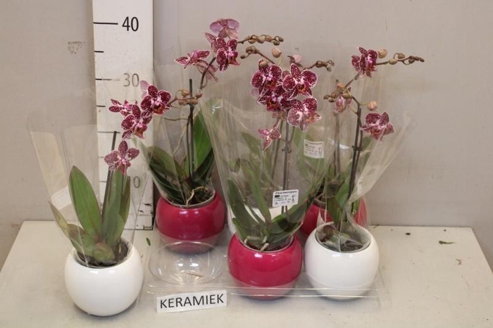 <h4>ARR PHAL 1 TAK</h4>