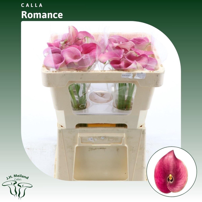 <h4>Calla Romance</h4>