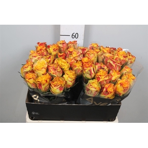 R Gr Crimson Sky+ B1