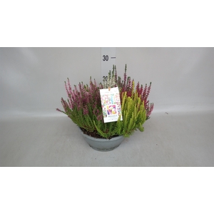 Calluna vulg. 'Beauty L Mosaica'