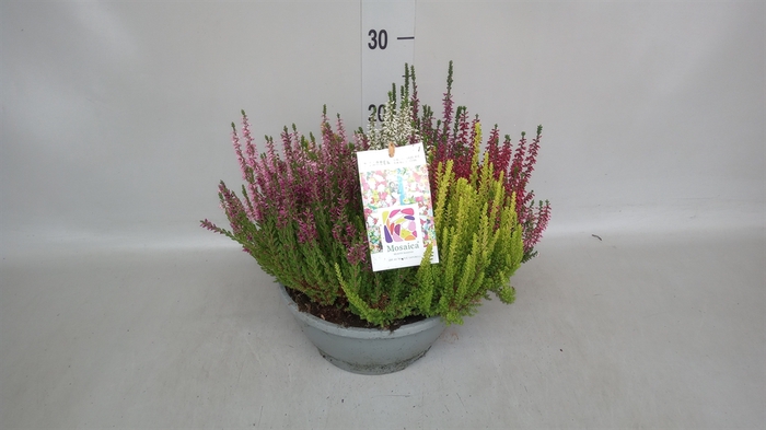 <h4>Calluna vulg. 'Beauty L Mosaica'</h4>