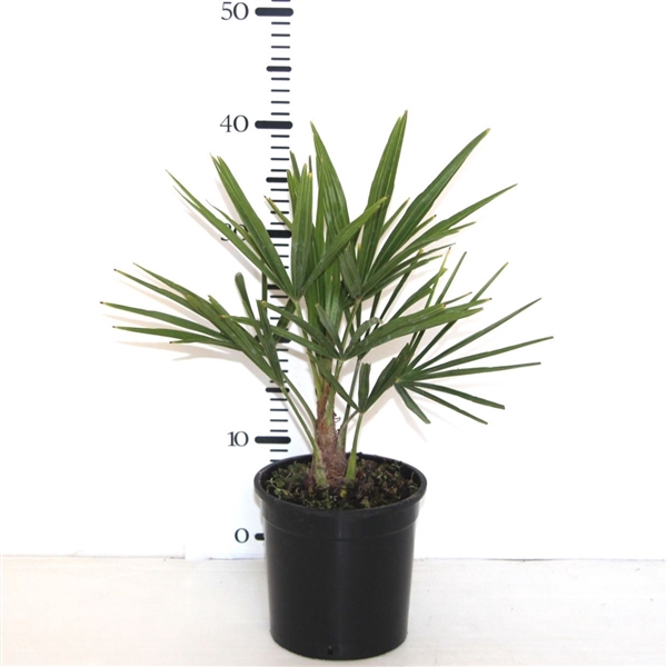 <h4>Trachycarpus Fortunei - 40cm</h4>