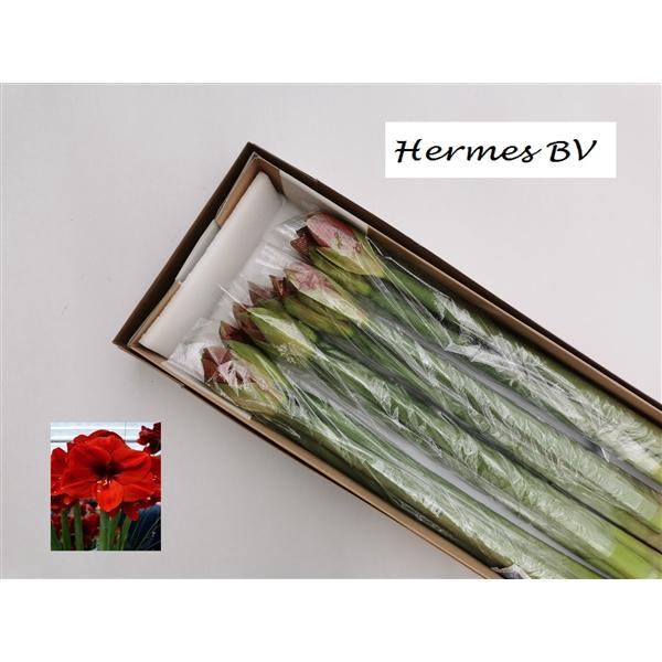 <h4>HIPP GA FERRARI D</h4>