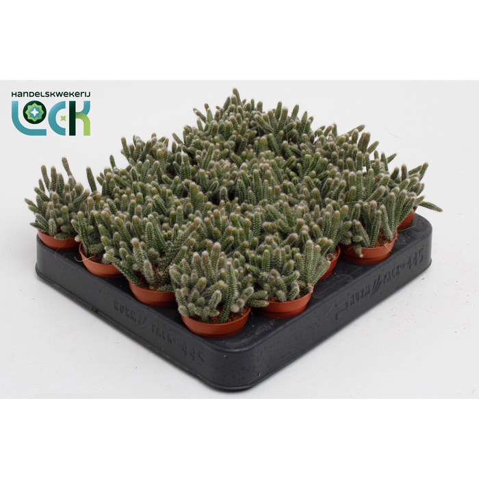 <h4>RHIPSALIS BACCIFERA</h4>