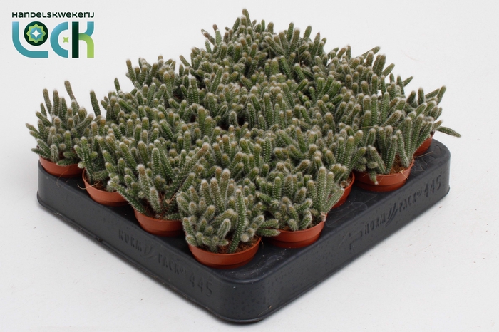 <h4>Rhipsalis Baccifera Horrida</h4>