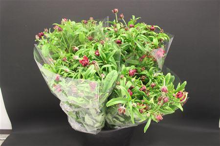 <h4>Ran Moderna Vega</h4>