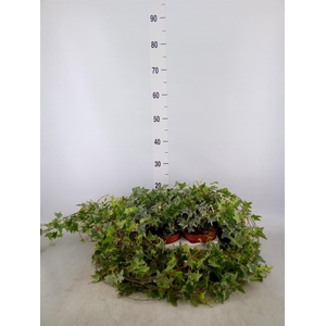 Hedera   ...variegated