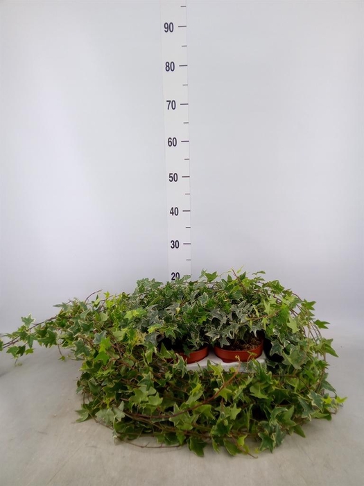 <h4>Hedera   ...variegated</h4>