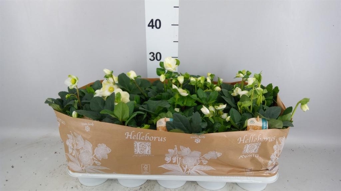 <h4>HELLEBORUS NIGER 'CHRISTMAS CAROL'</h4>