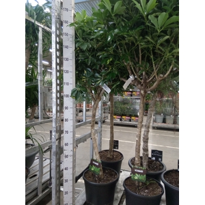 Schefflera arbor. 'Compacta'