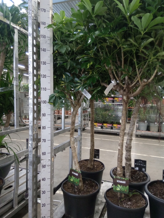<h4>Schefflera arbor. 'Compacta'</h4>